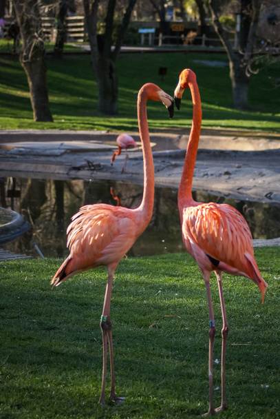 Bright pink flamingos - Φωτογραφία, εικόνα