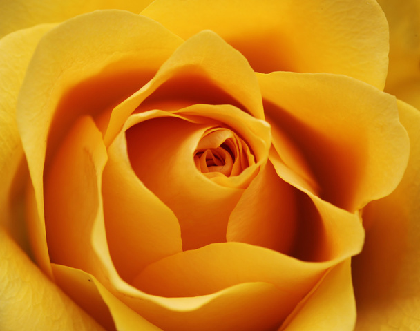 Rosa gialla
 - Foto, immagini
