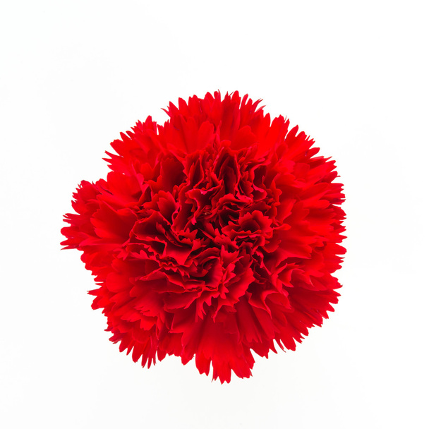 rote Nelkenblüte - Foto, Bild