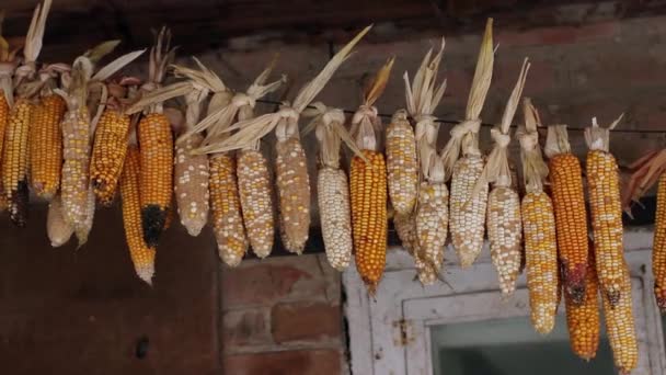szárított kukorica - Felvétel, videó