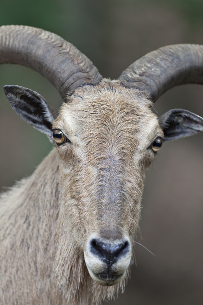 Барбарийские овцы
 - Фото, изображение