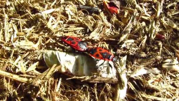 Twee insecten kruipen op een droog gras - Video
