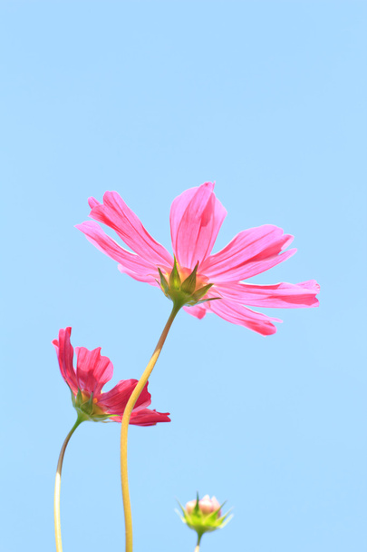 Cosmos çiçek renk filtresi ile gökyüzüne karşı. - Fotoğraf, Görsel