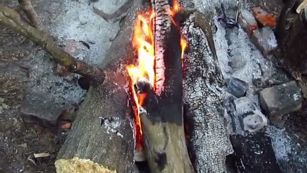 brandende brandhout - Video