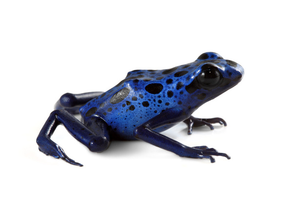 grenouille poison bleu - Photo, image
