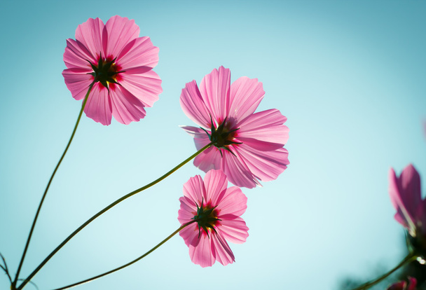 cosmos flowers against the sky with color filter. - Photo, Image