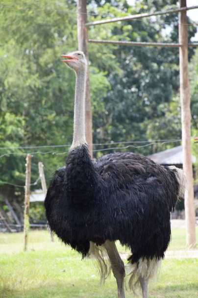 close up ostrich in the farm - Фото, изображение