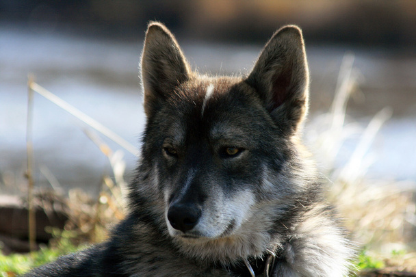 Siberian hunting dog Laika, Siberia - Фото, зображення