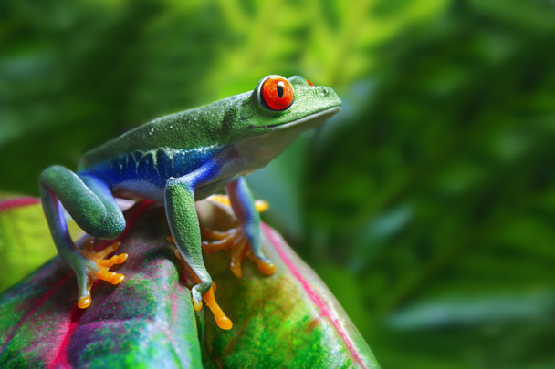 Червоні очі деревна жаба
 - Фото, зображення