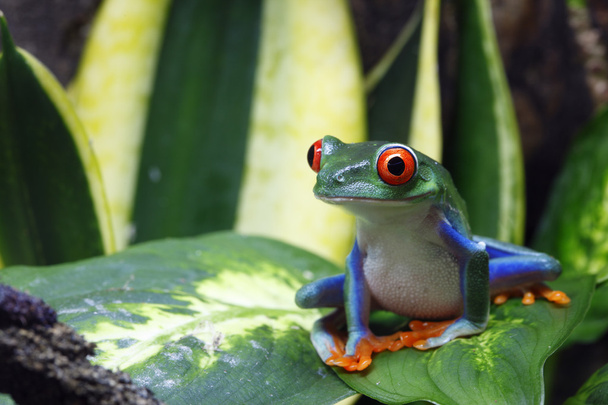 Hymyilevä sammakko
 - Valokuva, kuva
