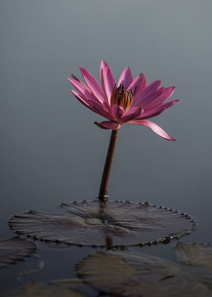 Loto rosa solitario en el lago
 - Foto, Imagen
