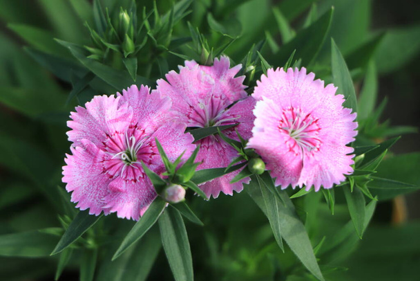 Beautiful Dianthus, perennial Pinks in bright sun. - Photo, Image