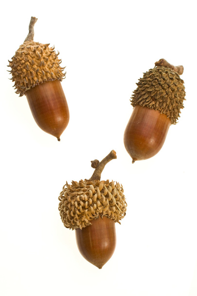 Mature small acorn close-up on a white background - Photo, Image