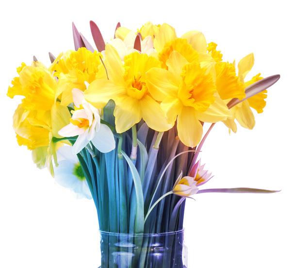narcissus flower bouquet - Foto, Bild