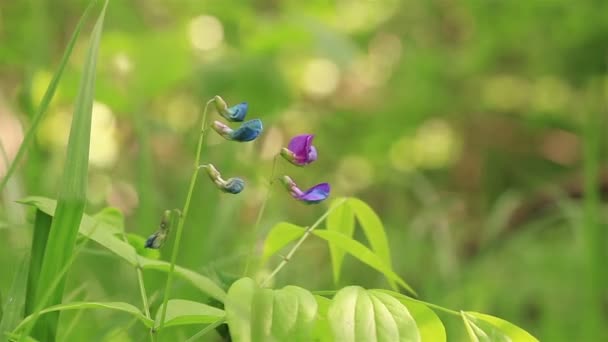zwei helle Steppenblumen auf einem Wind mit verschwommenem grünen Hintergrund - Filmmaterial, Video