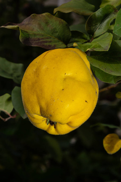 Muchos membrillos maduros de pera, de cerca. Frutos de pera de membrillo amarillo soleado crecen en árbol de membrillo con follaje verde en el jardín de otoño. - Foto, imagen
