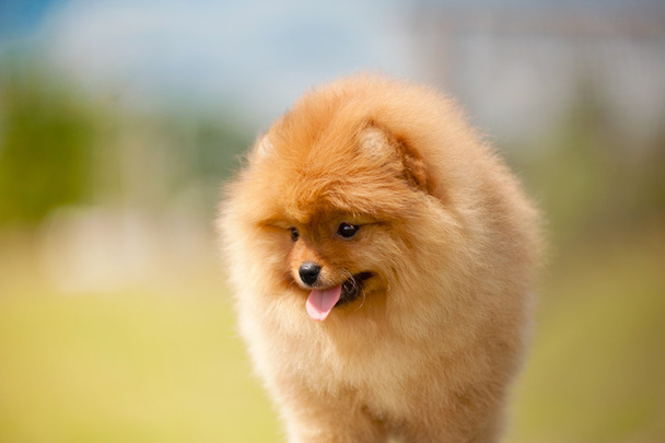 小さなポメラニアン スピッツ子犬の肖像画 - 写真・画像