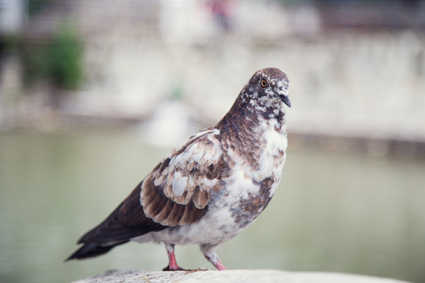 Dove bird in park - Фото, изображение