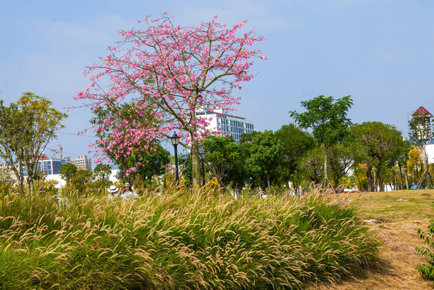 A lush and beautiful kapok tree without leaves and full of flowers - Photo, Image