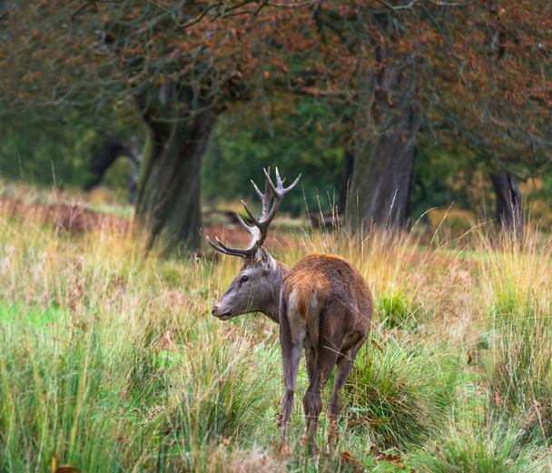 Ciervos rojos en Richmond Park, Londres
 - Foto, imagen