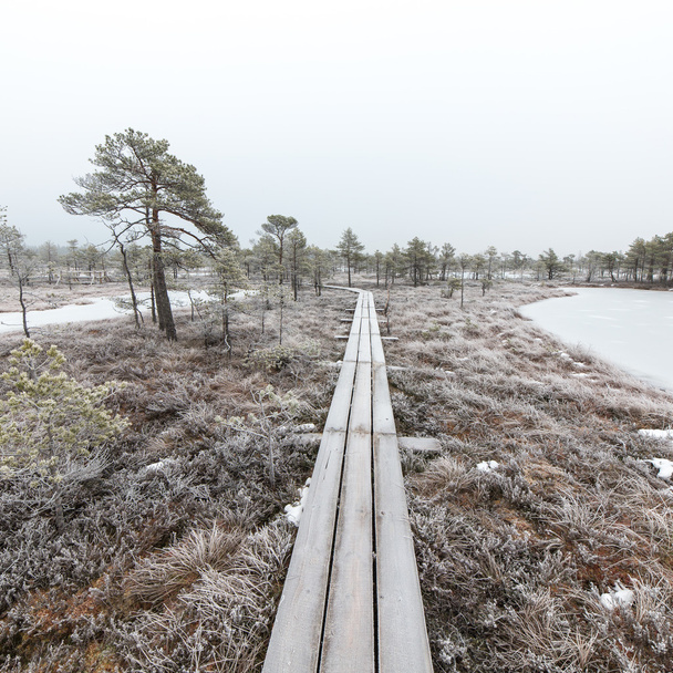a fagyos téli bog fa sétány - Fotó, kép