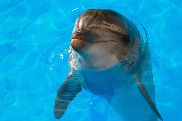 Dolphin looking up - Фото, зображення