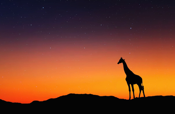 silhueta de girafa
 - Foto, Imagem