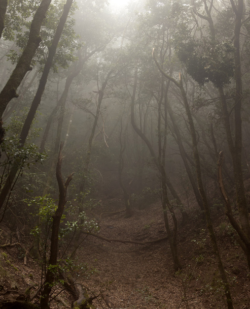 Anaga lasów tropikalnych na Teneryfie - Zdjęcie, obraz