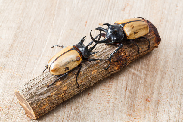 escarabajo amarillo de cinco cuernos
 - Foto, imagen