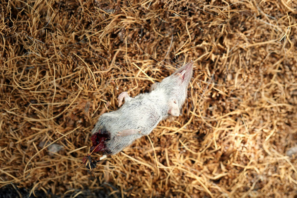 Zblízka, nepříjemný pohled na zabitou, částečně snězenou a vykuchanou malou krysu, kterou na rohožce přinesl zahradní kocour. - Fotografie, Obrázek