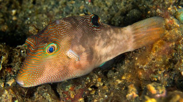 Finomszemű Pufferfish, Canthigaster compressa, Coral Reef, Lembeh, North Sulawesi, Indonesia, Asia - Fotó, kép