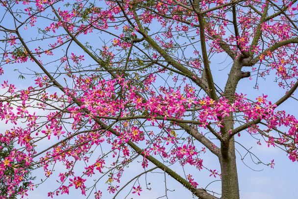 Ein üppiger und schöner Kapokbaum ohne Blätter und voller Blumen - Foto, Bild