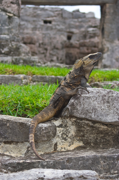 Leguan ruht in Maya-Ruinen - Foto, Bild