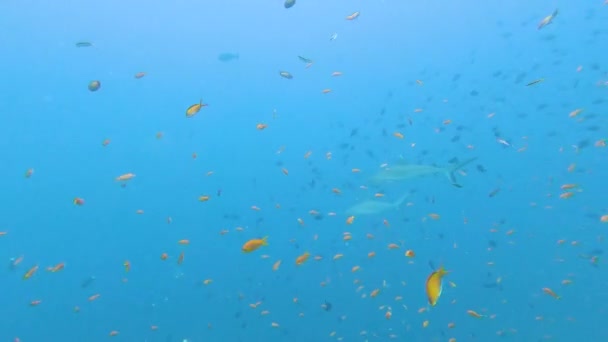Tubarão de recife cinzento carcharhinus amblyrhynchos nadando subaquático ao longo do recife de coral tropical - Filmagem, Vídeo