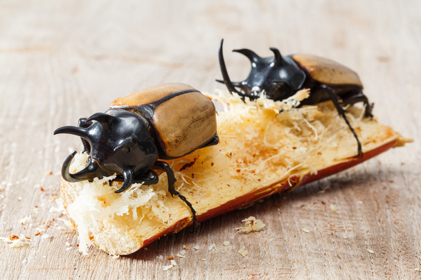 Yellow five horned beetle - Фото, зображення