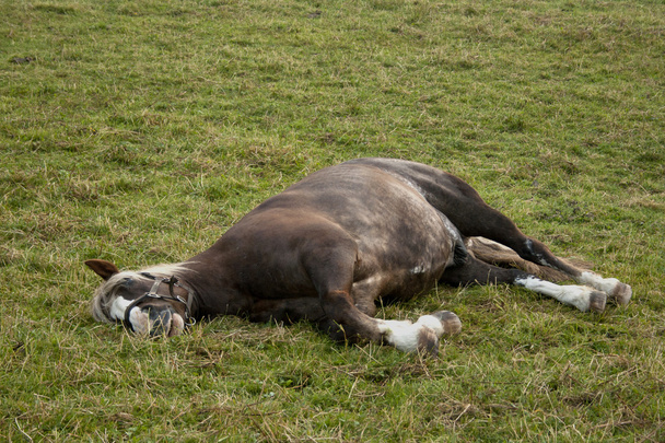 Cheval dormir dehors sur paddock
 - Photo, image