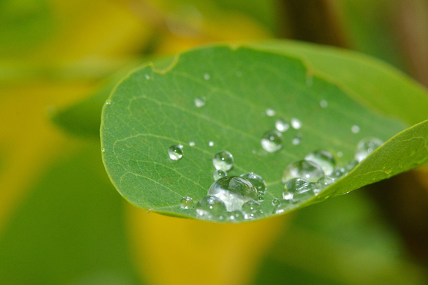 Gocce di pioggia sulle foglie - Foto, immagini