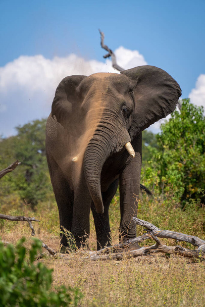 African elephant stands over log squirting earth - Photo, Image