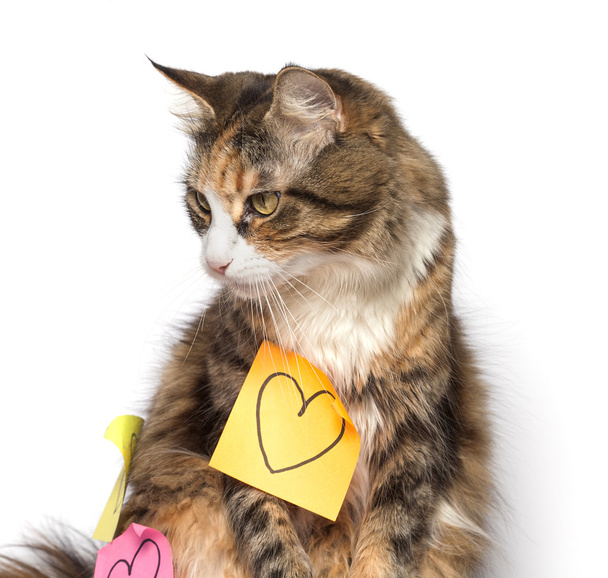 Kitten looking aside and post-its with drawn hearts - Photo, Image