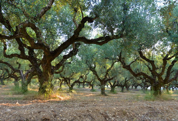 Feld mit alten Olivenbäumen - Foto, Bild