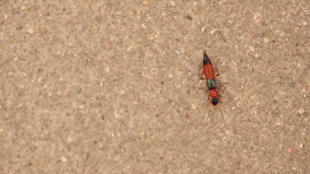 Paederus, Rove Beetle on cement wall - Footage, Video
