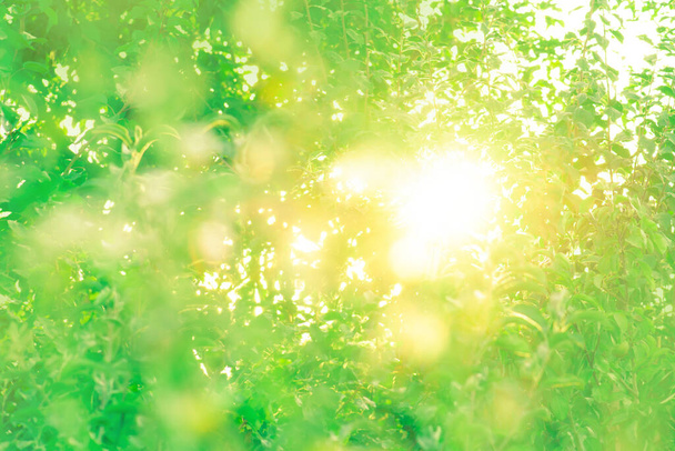 Sun days light green nature bokeh. Fresh green bokeh lights image blurred. - Fotografie, Obrázek