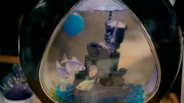 vissen zwemmen in een klein zwart aquarium. close-up - Video