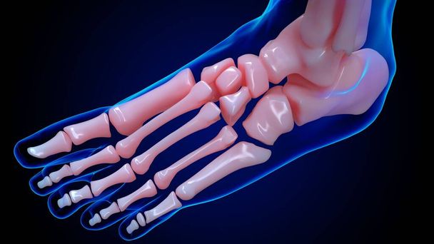 anatomie du squelette humain os des pieds pour concept médical Illustration 3D - Photo, image