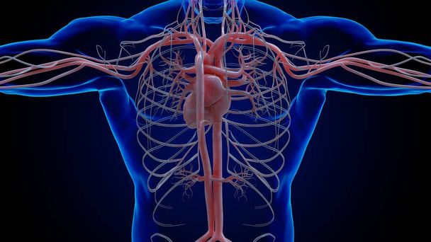 Система кровообігу серця людини анатомія для медичної концепції 3D Ілюстрація
 - Фото, зображення