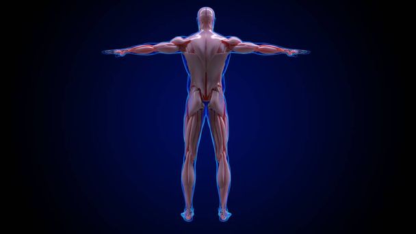 sistema muscular é um sistema de órgãos responsável por fornecer força ilustração 3D - Foto, Imagem