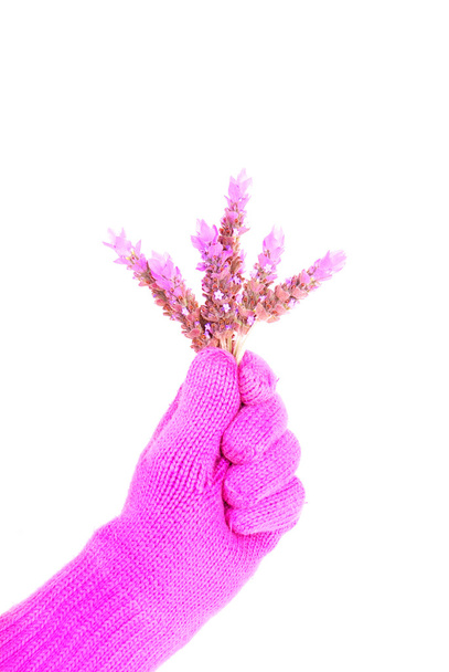 Fresh winter lavender - Фото, изображение