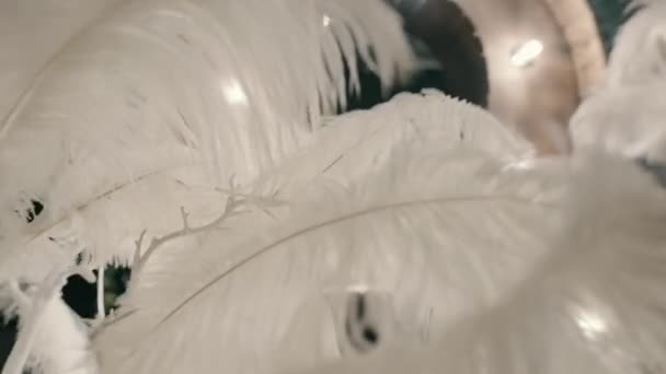 white feathers in the wind. - Video