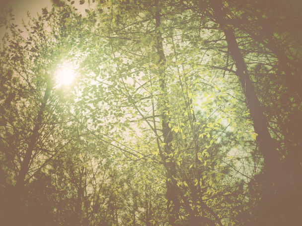 Rüya gibi orman - Fotoğraf, Görsel