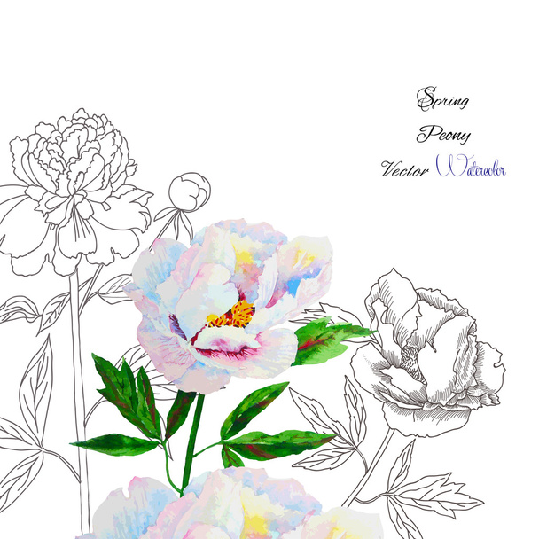 Background with pink white peony - Vector, Imagen